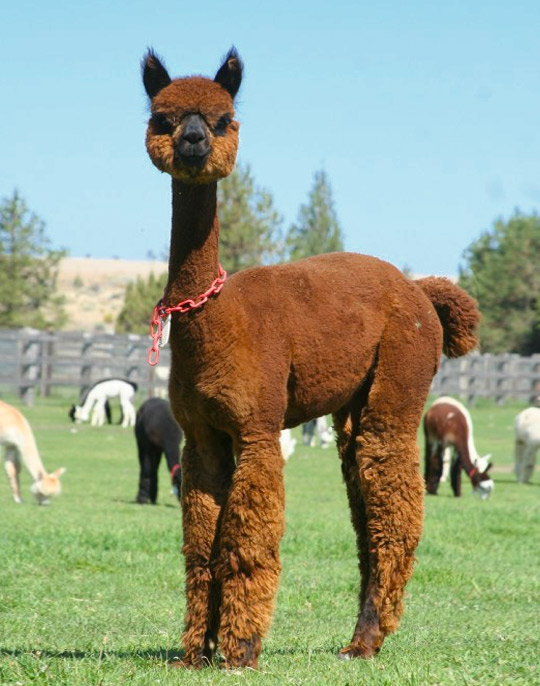 Brown Yearling Huacaya