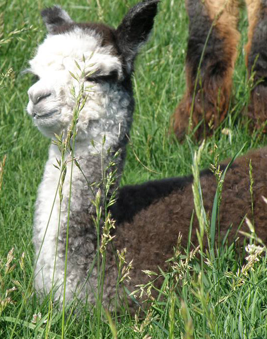 Grey alpaca cria