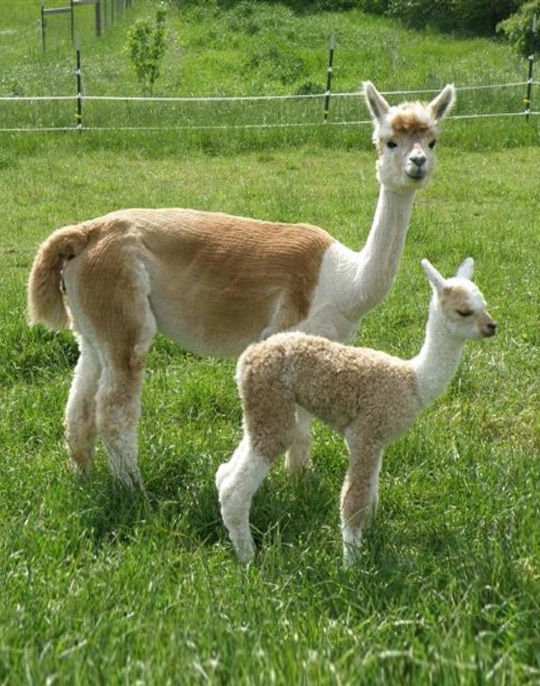 Mom and Cria