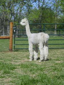 Alpaca Breeding