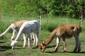 Alpaca Cria Watch