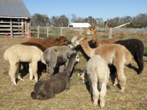 Lots of hay!
